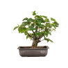 Tilia cordata - B4954