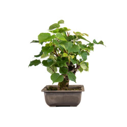 Tilia cordata - B4954