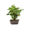 Tilia cordata - B4954