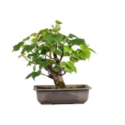 Tilia cordata - B4954