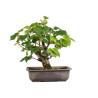 Tilia cordata - B4954