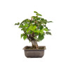 Tilia cordata - B4954