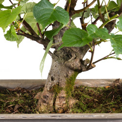Tilia cordata - B4954