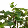 Tilia cordata - B4954