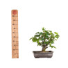 Tilia cordata - B4954