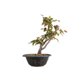 Carpinus japonica - B4960