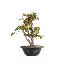 Carpinus japonica - B4960