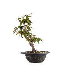 Carpinus japonica - B4960