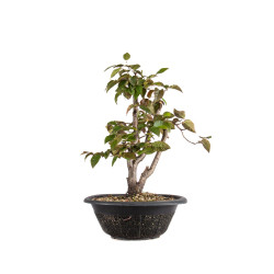 Carpinus japonica - B4960