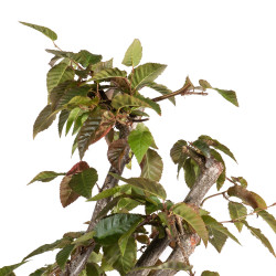 Carpinus japonica - B4960