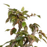 Carpinus japonica - B4960