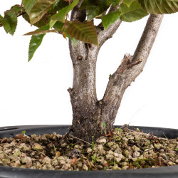 Carpinus japonica - B4960