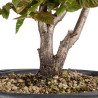 Carpinus japonica - B4960