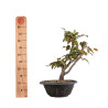 Carpinus japonica - B4960