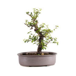 Prunus mahaleb - B4963