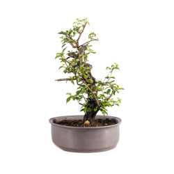 Prunus mahaleb - B4963