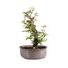Prunus mahaleb - B4963