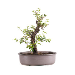 Prunus mahaleb - B4963