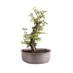 Prunus mahaleb - B4963