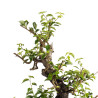 Prunus mahaleb - B4963