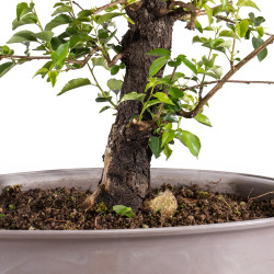 Prunus mahaleb - B4963