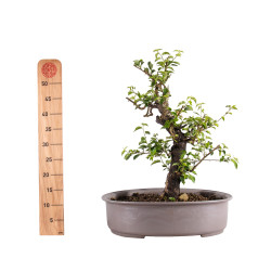 Prunus mahaleb - B4963