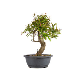 Punica granatum nejikan -...
