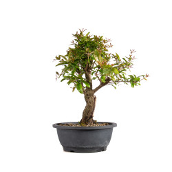 Punica granatum nejikan - B4965