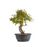 Punica granatum nejikan - B4965