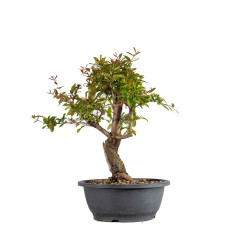 Punica granatum nejikan - B4965