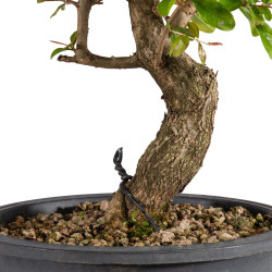Punica granatum nejikan - B4965