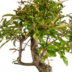 Punica granatum nejikan - B4965