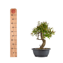 Punica granatum nejikan - B4965