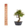 Punica granatum nejikan - B4965