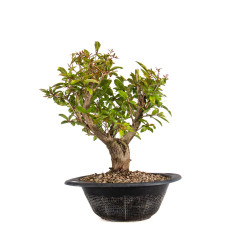 Punica granatum nejikan -...