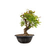 Punica granatum nejikan - B4971