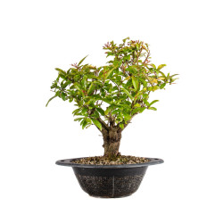 Punica granatum nejikan - B4971