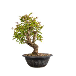 Punica granatum nejikan - B4971