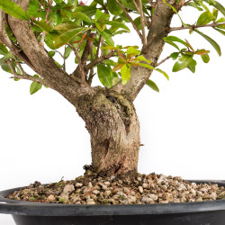 Punica granatum nejikan - B4971