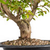 Punica granatum nejikan - B4971