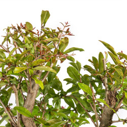 Punica granatum nejikan - B4971