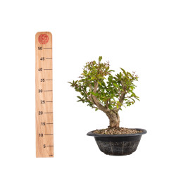 Punica granatum nejikan - B4971