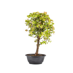 Acer buergerianum - B4997