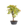 Acer buergerianum - B4997
