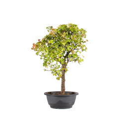 Acer buergerianum - B4997