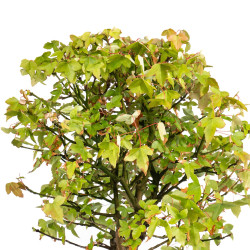 Acer buergerianum - B4997