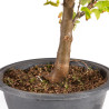 Acer buergerianum - B4997