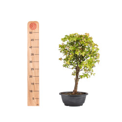 Acer buergerianum - B4997