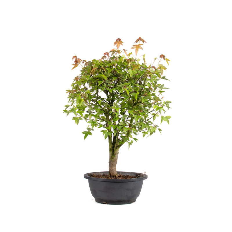 Acer buergerianum - B4998