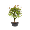 Acer buergerianum - B4998